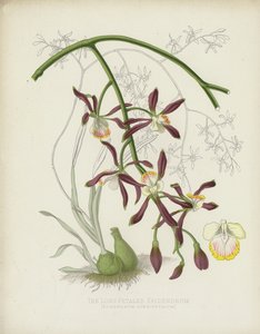 长瓣的Epidendrum，Epidendrum Longipetalum 作者 英语学校